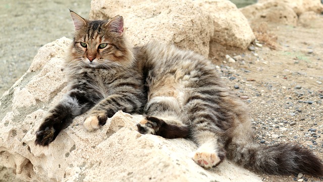 male-human-names-for-cats
