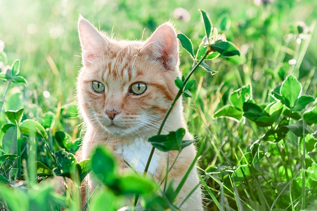 female-human-names-for-cats