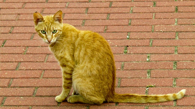 female-blonde-cat-names