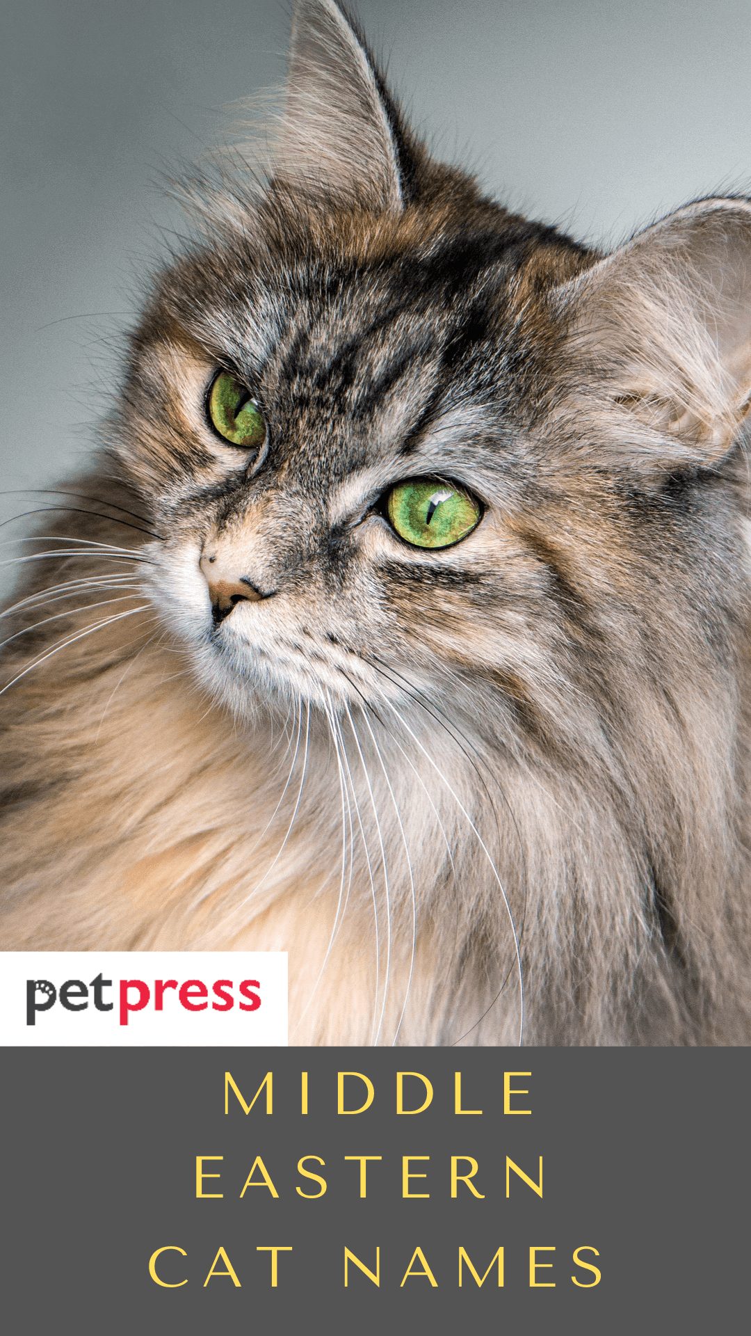 middle-eastern-cat-names