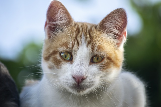 turkish-cat-names