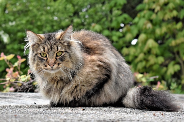 arabic-persian-cat-names