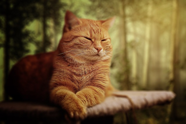 male-fantasy-cat-names