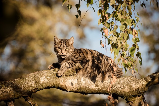 good-fantasy-cat-names