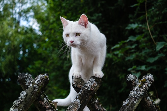 top-fantasy-cat-names