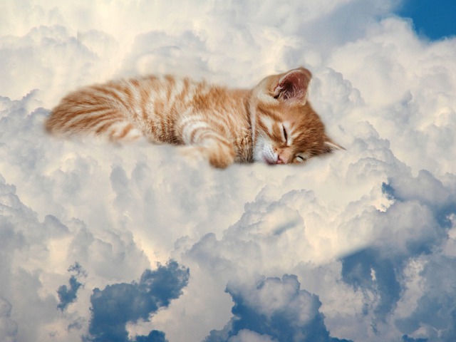 famous-fantasy-cat-names