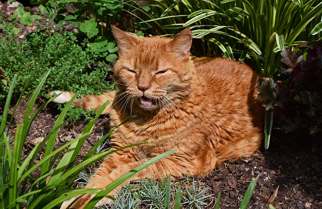 old-fashioned-unisex-cat-names