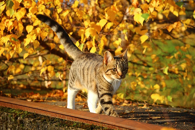 male-vietnamese-cat-names