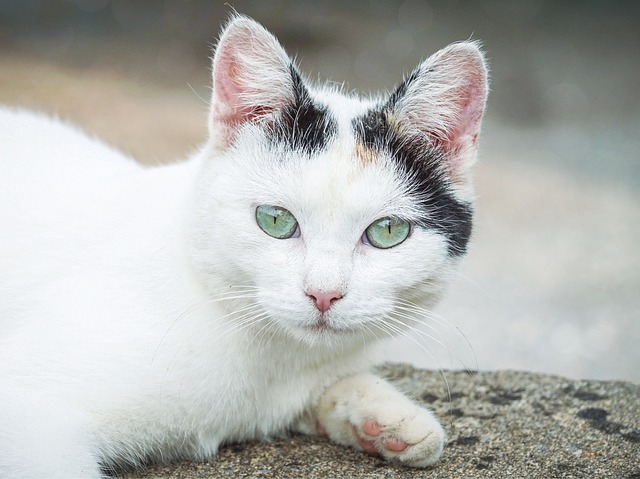 female-vietnamese-cat-names