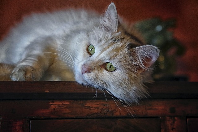 unisex-vietnamese-cat-names