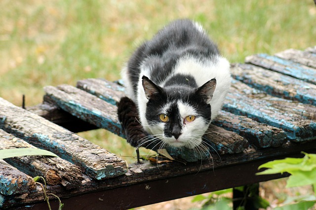 female-hungarian-cat-names