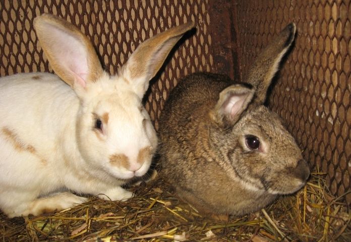 Best Rabbit Pair Names