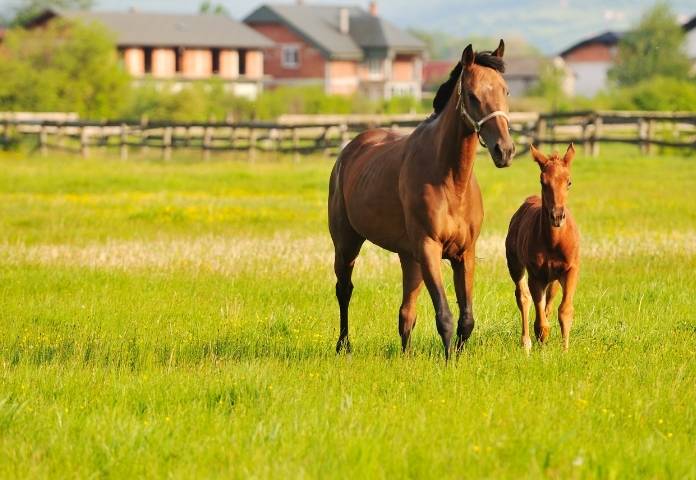 Female Nature-inspired Horse Names