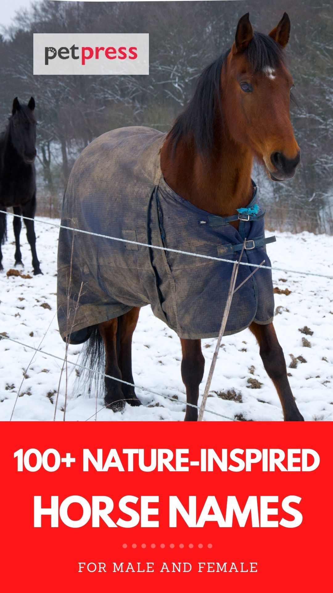 nature inspired horse names