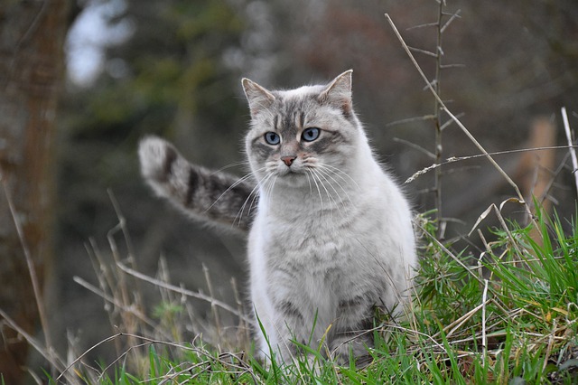 female-russian-cat-names
