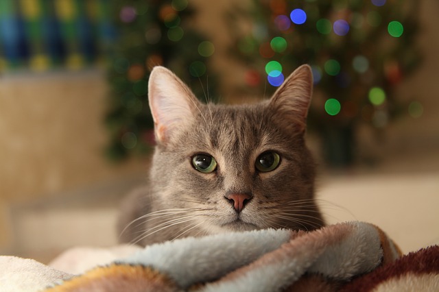 unisex-female-cat-names