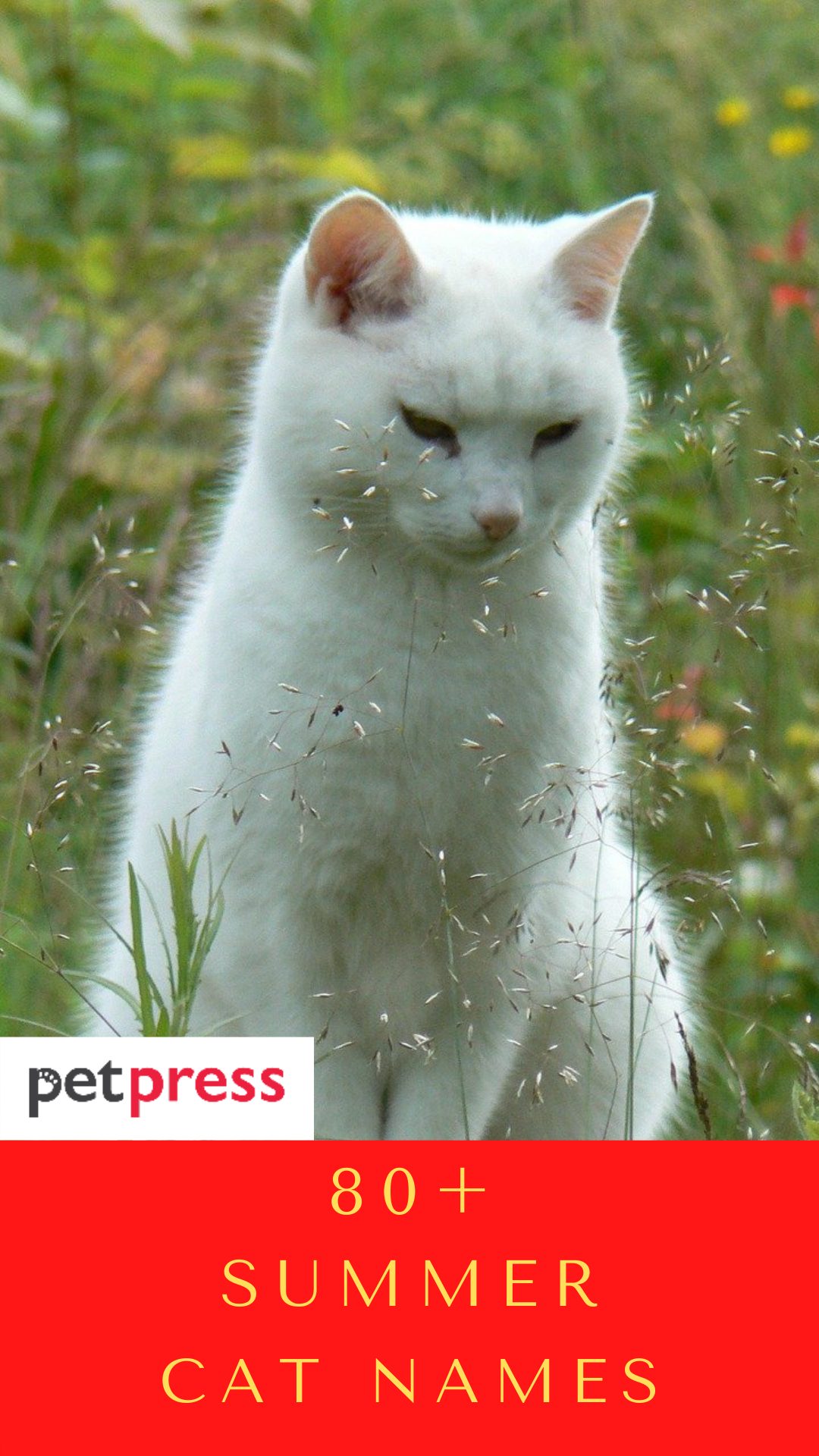 summer-cat-names