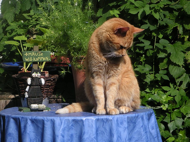 male-summer-cat-names