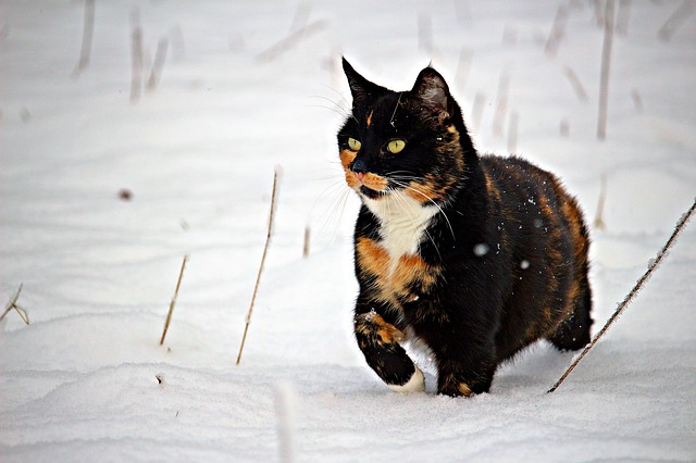 male-winter-cat-names
