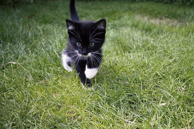 cute-playful-cat-names