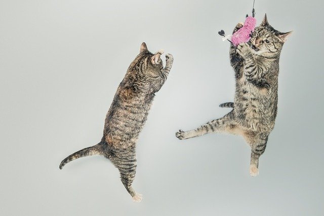 unique-playful-cat-names