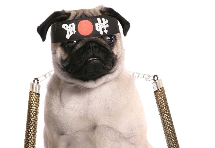 Popular Ninja Dog Names