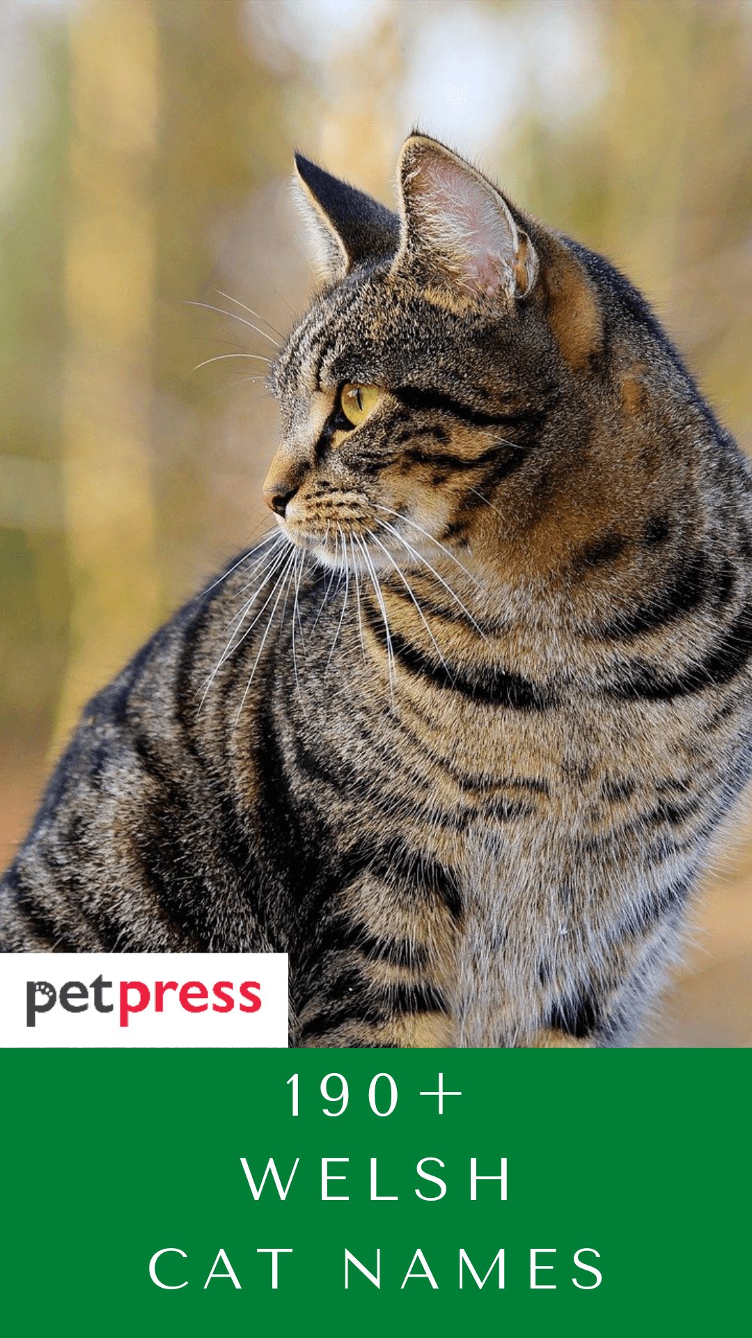welsh-cat-names
