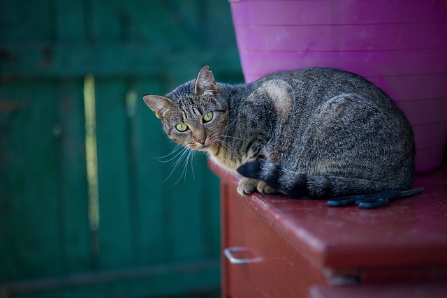 welsh-male-cat-names