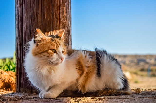 female-welsh-cat-names