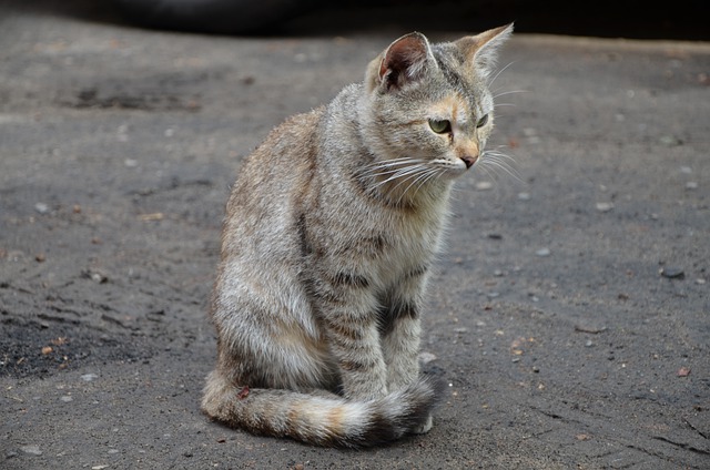 unique-welsh-cat-names
