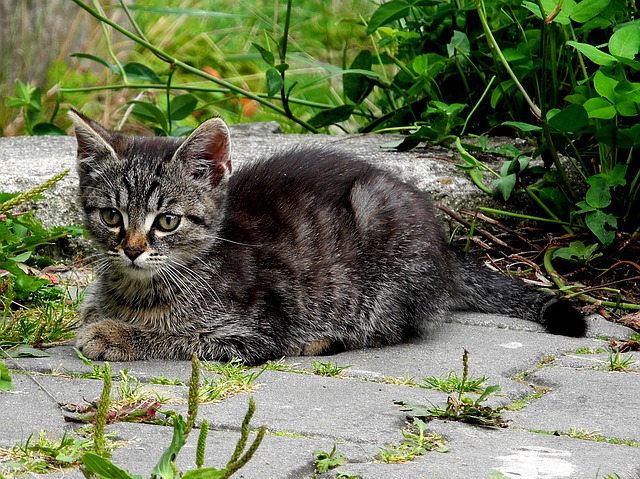 female-aztec-cat-names