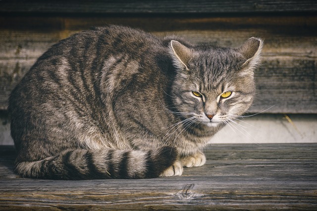 male-mayan-cat-names