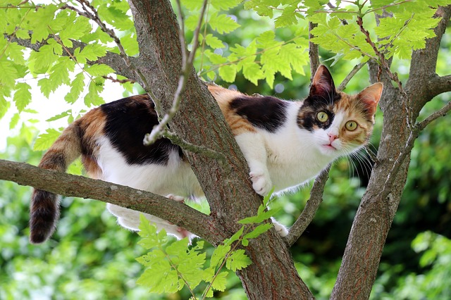 unisex-mayan-cat-names