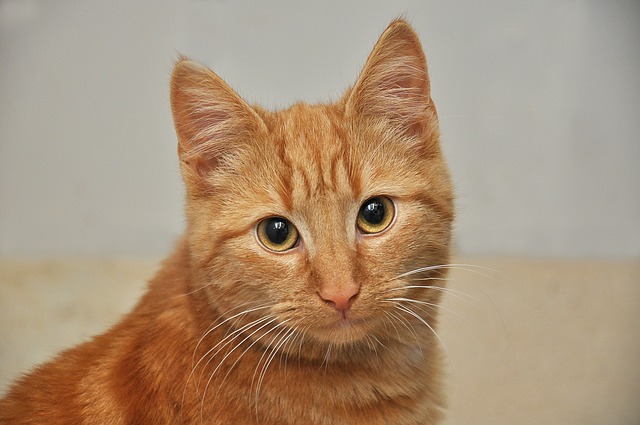 female-patriotic-cat-names