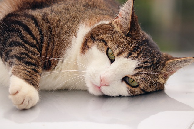 unisex-patriotic-cat-names