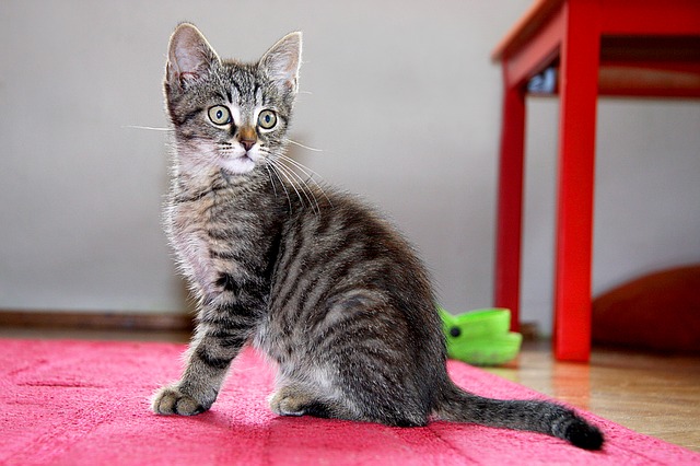 female-portuguese-cat-names