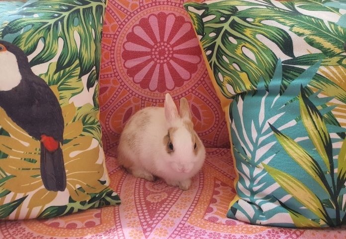 Best Spanish Rabbit Names