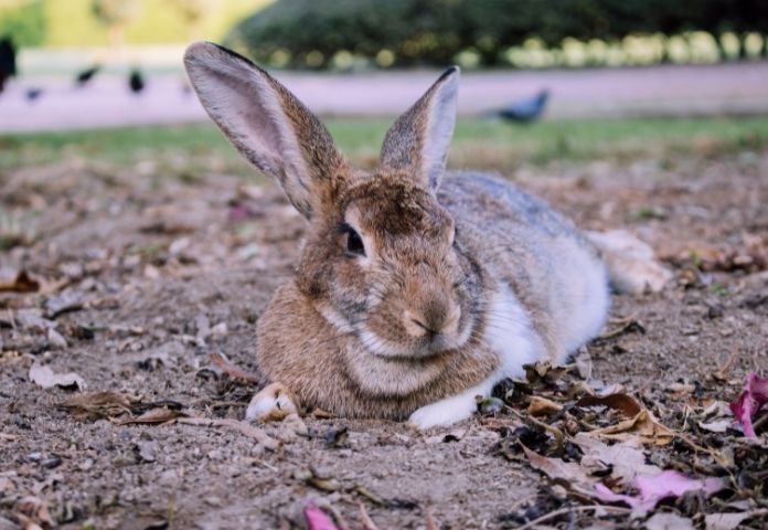 Funny Spanish Rabbit Names