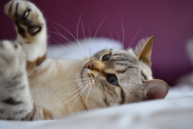 male-somalian-cat-names