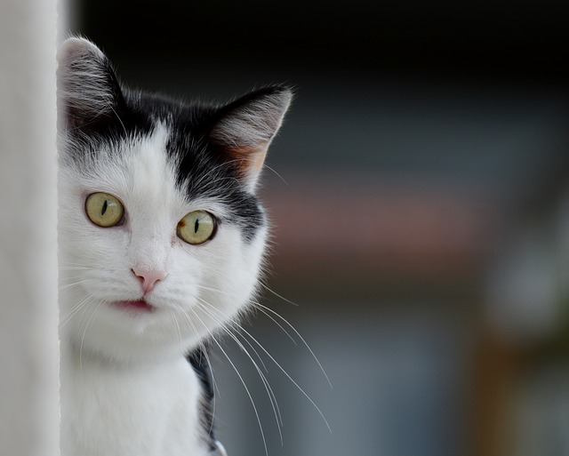 female-somalian-cat-names