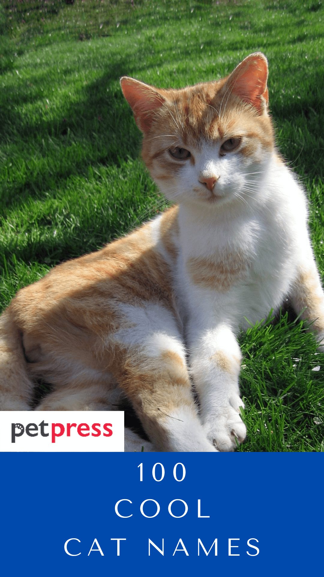 cool-cat-names