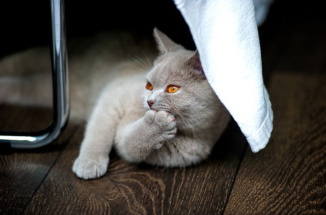 cool-female-cat-names