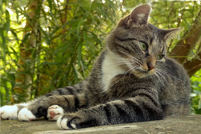 cool-southern-cat-names
