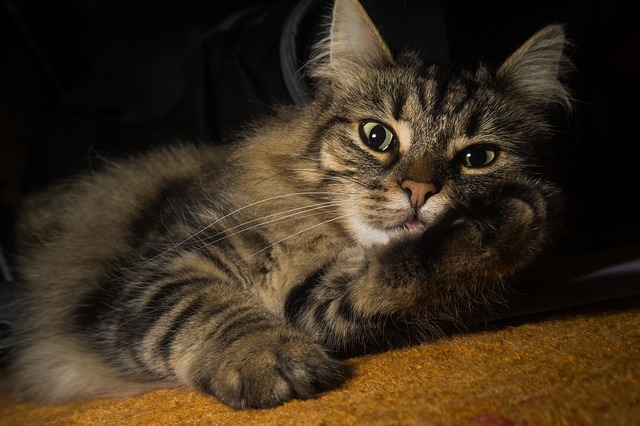 fall-cat-names