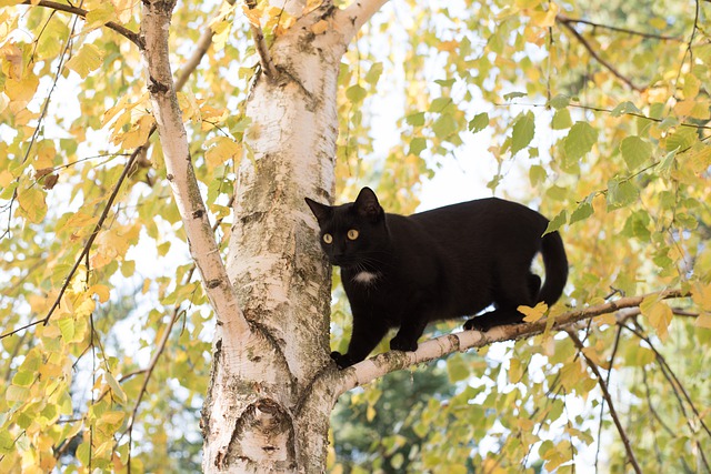 spring-cat-names