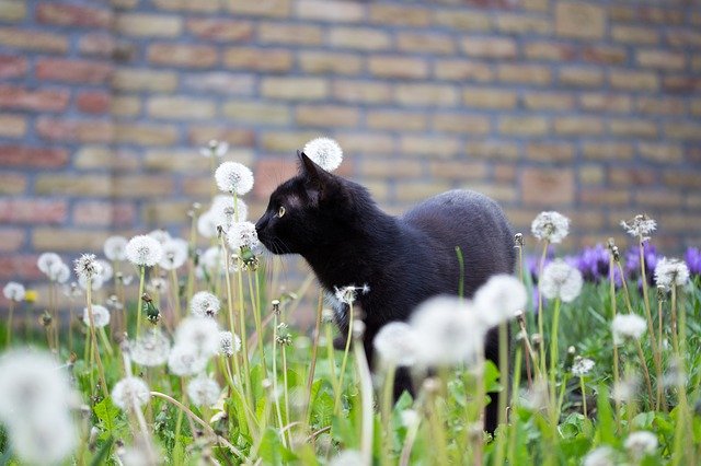 female-badass-black-cat-names