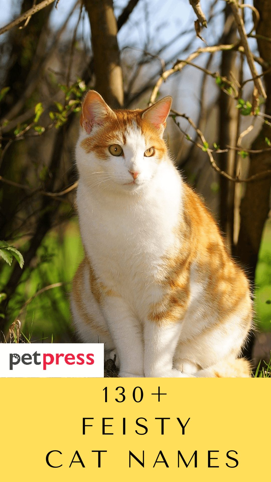 feisty-cat-names