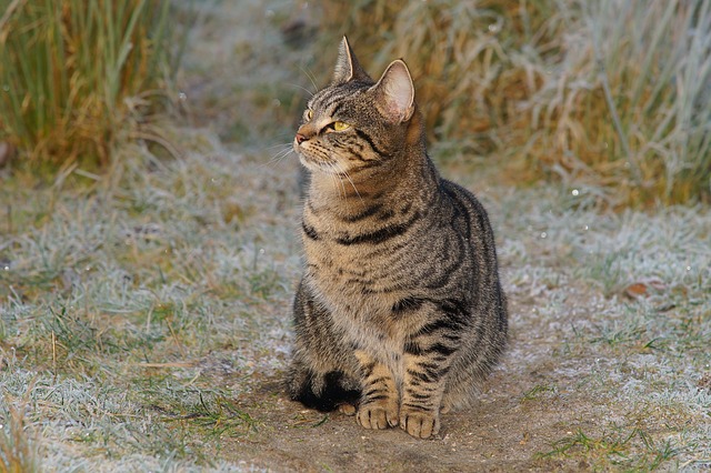 male-feisty-cat-names