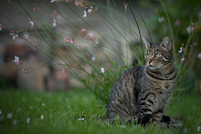 https://petpress.net/top-55-feisty-male-cat-names/