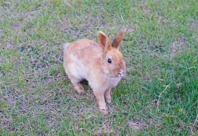 Female Brown Rabbit Names